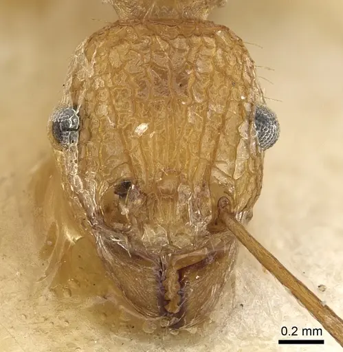 Tetramorium gambogecum - CASENT0901110