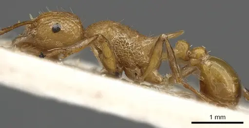 Tetramorium gambogecum - CASENT0901110