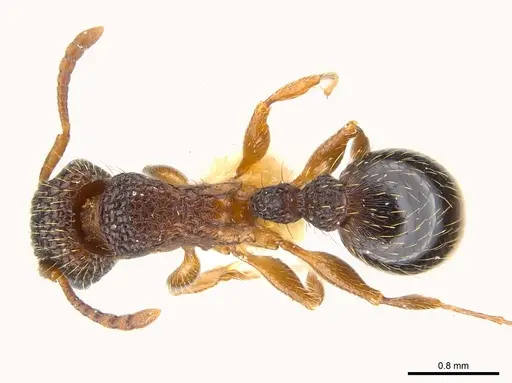 Tetramorium gazense specimen