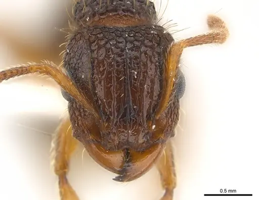 Tetramorium gazense specimen