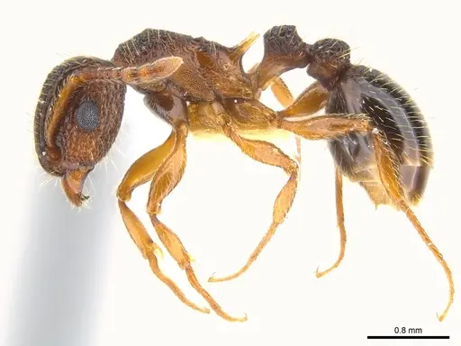 Tetramorium gazense specimen