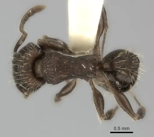 Tetramorium gazense - CASENT0217969