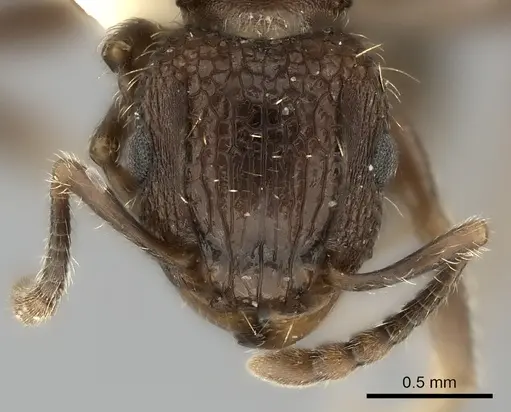 Tetramorium gazense - CASENT0217969