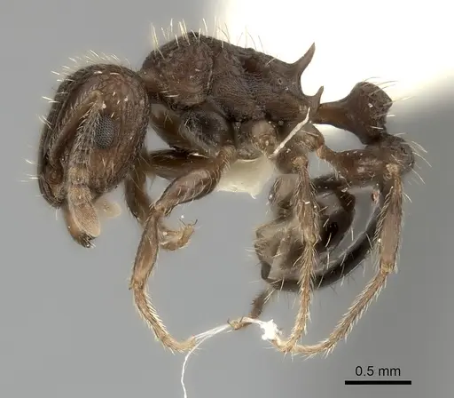 Tetramorium gazense - CASENT0217969