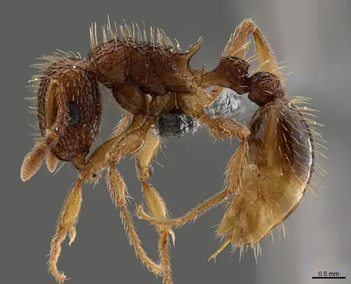 Tetramorium gazense - CASENT0372565