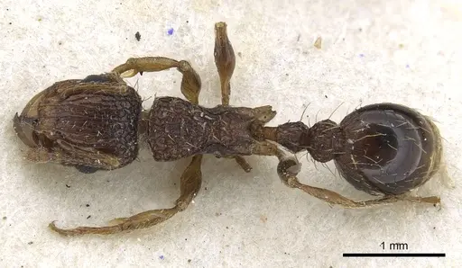 Tetramorium gazense - CASENT0901113