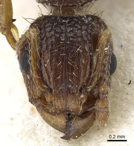 Tetramorium gazense - CASENT0901113