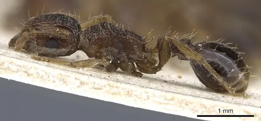 Tetramorium gazense - CASENT0901113