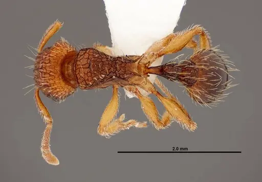 Tetramorium gazense - FMNHINS0000047310