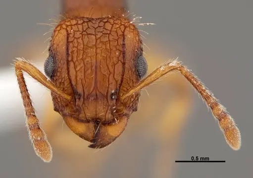Tetramorium gazense - FMNHINS0000047310