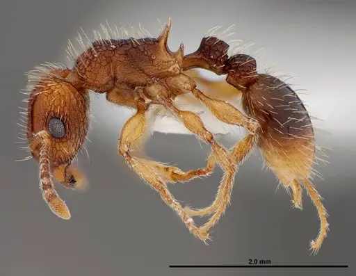 Tetramorium gazense - FMNHINS0000047310