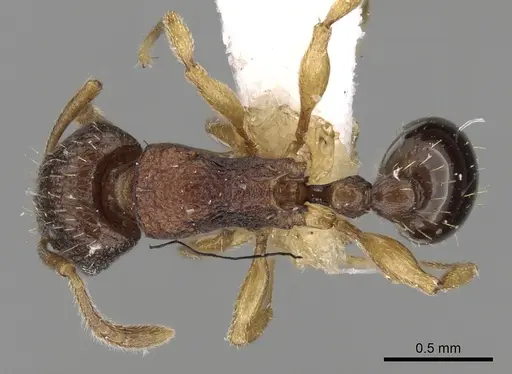 Tetramorium gegaimi specimen