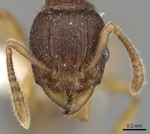 Tetramorium gegaimi specimen