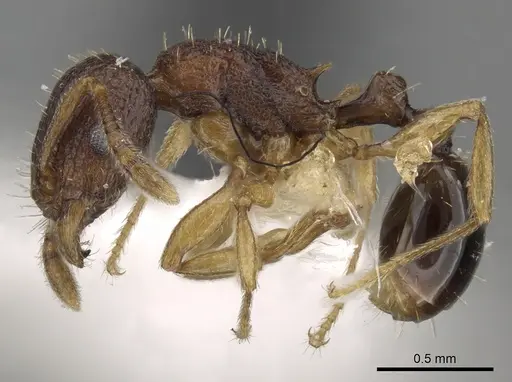 Tetramorium gegaimi specimen