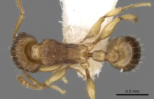 Tetramorium gegaimi - CASENT0280914
