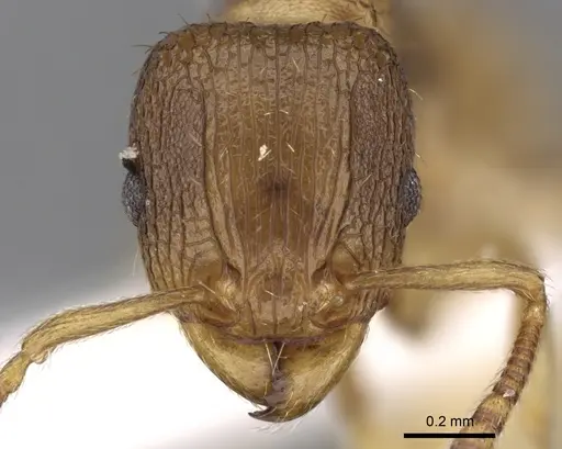 Tetramorium gegaimi - CASENT0280914