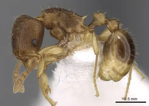 Tetramorium gegaimi - CASENT0280914