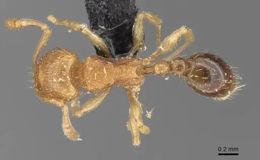 Tetramorium gegaimi - CASENT0909127