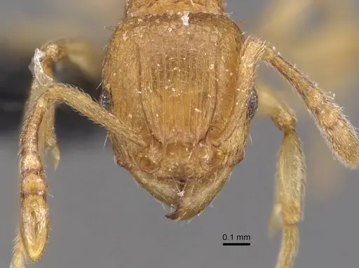 Tetramorium gegaimi - CASENT0909127