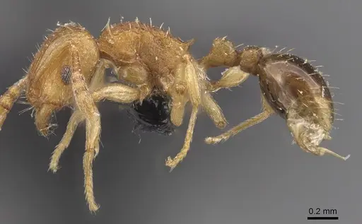 Tetramorium gegaimi - CASENT0909127