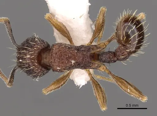 Tetramorium geminatum specimen