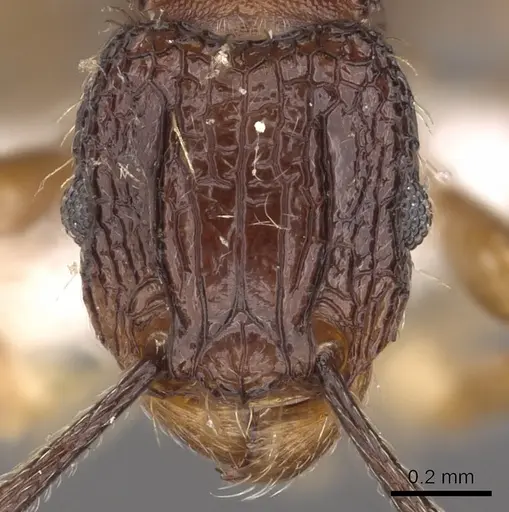 Tetramorium geminatum specimen