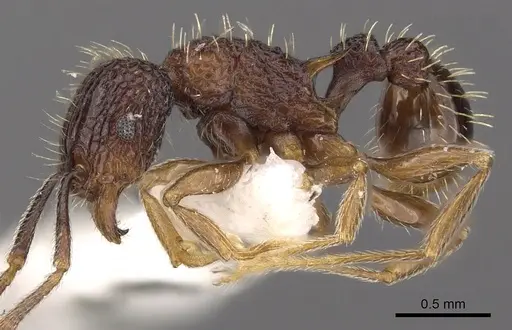 Tetramorium geminatum specimen