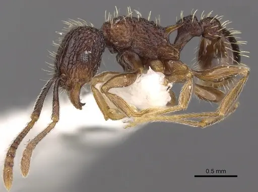Tetramorium geminatum - CASENT0901196