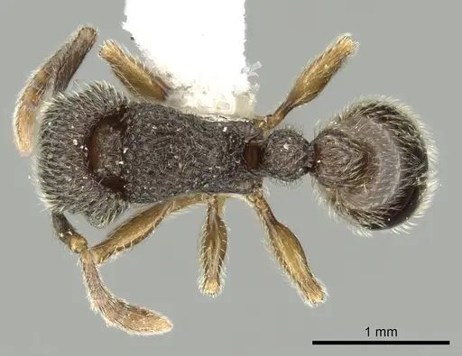 Tetramorium gestroi specimen
