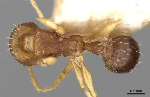 Tetramorium ghindanum specimen