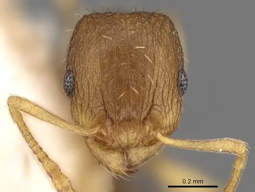Tetramorium ghindanum specimen