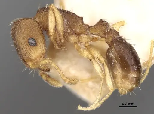 Tetramorium ghindanum specimen