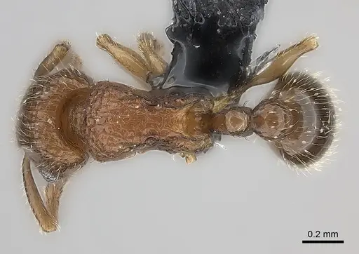 Tetramorium gilgamesh specimen