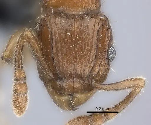 Tetramorium gilgamesh specimen