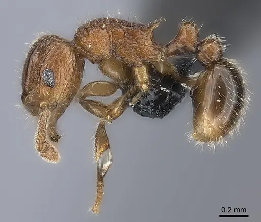Tetramorium gilgamesh specimen