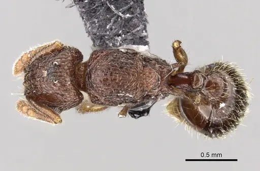 Tetramorium gilgamesh - CASENT0163757