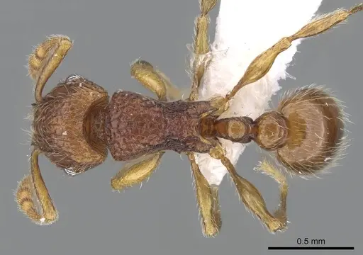 Tetramorium gilgamesh - CASENT0247312