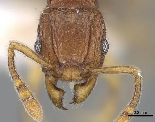 Tetramorium gilgamesh - CASENT0247312