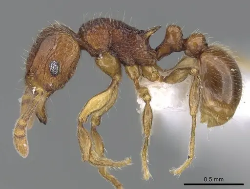 Tetramorium gilgamesh - CASENT0247312