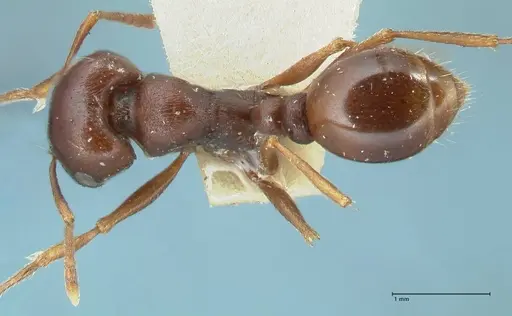 Tetramorium glabratum specimen