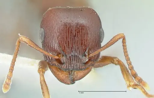 Tetramorium glabratum specimen