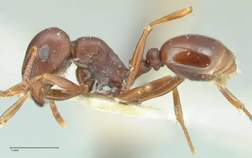 Tetramorium glabratum specimen