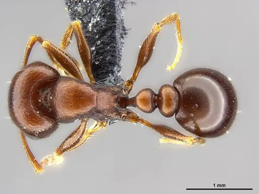 Tetramorium glabratum - SAM-HYM-C024395