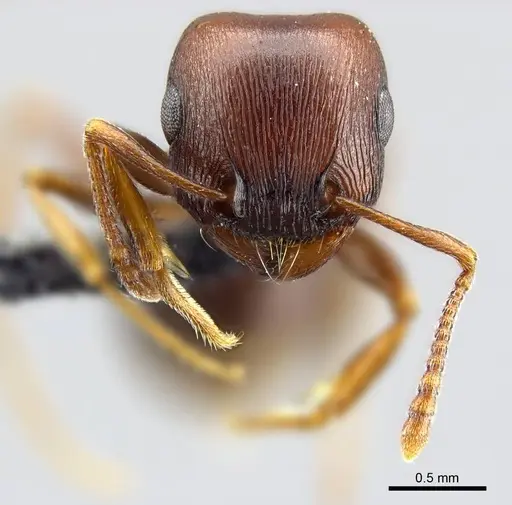 Tetramorium glabratum - SAM-HYM-C024395