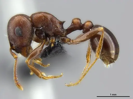 Tetramorium glabratum - SAM-HYM-C024395