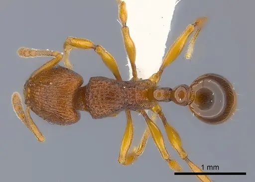 Tetramorium gladius specimen