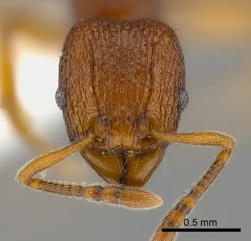 Tetramorium gladius specimen