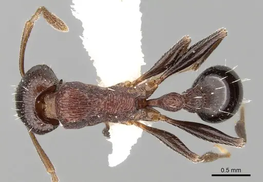 Tetramorium gladstonei specimen