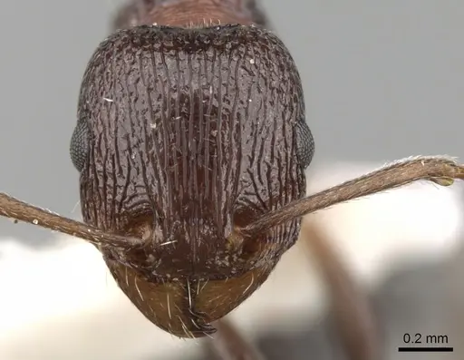 Tetramorium gladstonei specimen