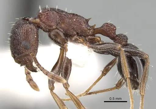 Tetramorium gladstonei specimen
